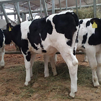 Ставка на сельское хозяйство